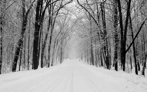 兩旁有光禿樹木的積雪森林小徑