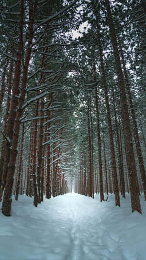 被雪覆蓋的松樹林小徑通向遠方。