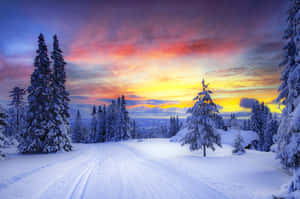 色彩繽紛的夕陽天空下，松樹林立的雪地森林小徑