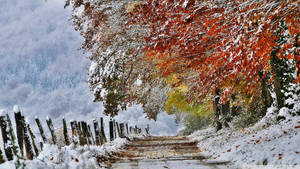 多雲天空下，兩旁樹木掛著紅橙色葉子的白雪小徑。