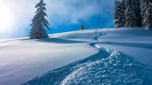 滑雪道蜿蜒穿過積雪的山地景觀，有常青樹，在明亮的藍天下。 — 冬天桌面 壁紙