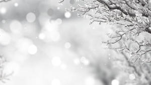 積雪的樹枝映襯著柔和模糊的冬季背景。