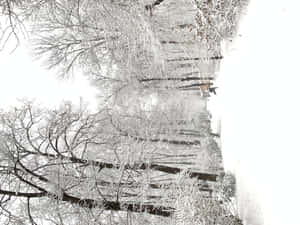 積雪的樹木排列在灰色天空下的冬日森林小徑兩旁。
