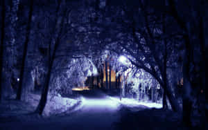 夜晚被藍光照亮的雪地森林小徑，樹木結霜。