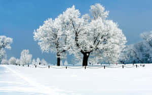 晴朗藍天下冬季公園中的雪覆蓋樹木。 — 冬日美學 壁紙