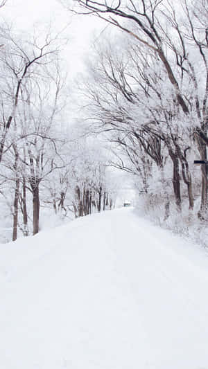 在寂靜的冬季森林中，被霜覆蓋的樹木夾道相迎的雪路。