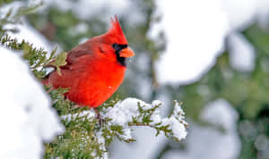 冬天，一隻鮮紅色的紅衣鳳頭鳥坐在積雪的常青樹枝上。