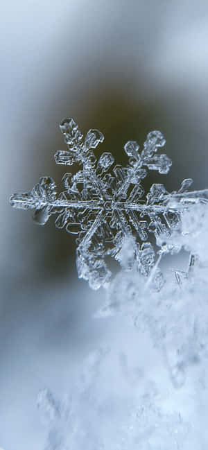 雪花特寫，細節清晰，背景模糊