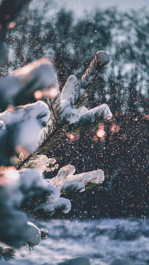 冬日森林暮色中，積雪的松樹枝條與飄落的雪花。 — 冬天 壁紙