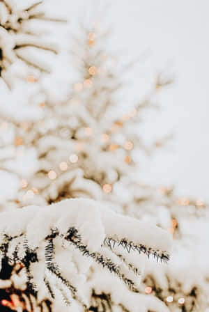 積雪的松樹枝，背景有溫暖模糊的燈光。