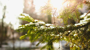 積雪的常綠樹枝沐浴在溫暖的陽光中。 — 聖誕樹 壁紙