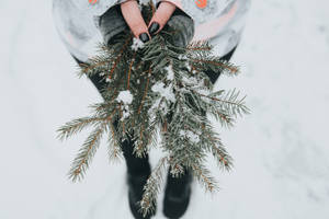 一個人在冬雪中握著被雪覆蓋的松樹枝。 — 聖誕樹 壁紙