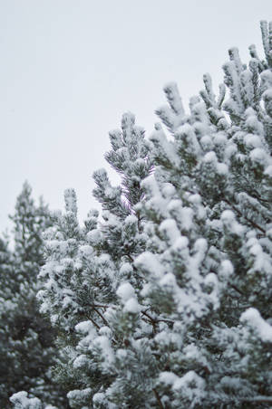 灰色天空下冬季森林中積雪的松樹枝 — 聖誕樹 壁紙