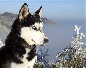 藍眼睛的西伯利亞雪橇犬站在雪地森林中俯瞰群山 — 狗 壁紙