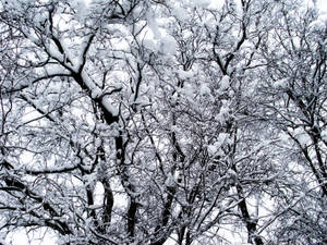 白雪覆蓋的樹枝映襯著蒼白的冬日天空