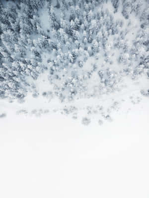 白雪覆蓋的松樹林的鳥瞰圖，蜿蜒小徑