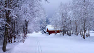 冬天積雪的森林小徑通向紅色小屋。 — 冬天桌面 壁紙
