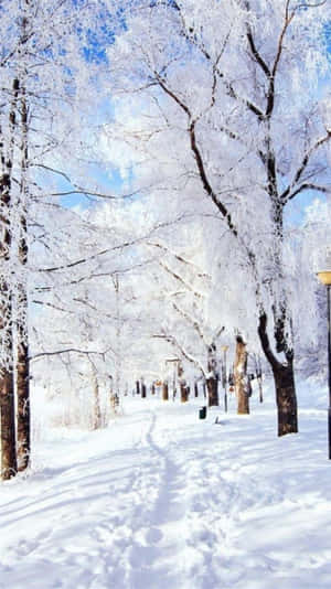 晴朗藍天下，積雪小徑兩旁是結霜的樹木。
