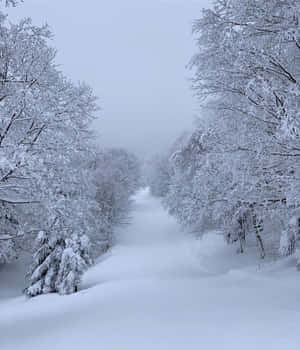 多雲天空下，白雪覆蓋的森林小徑兩旁是結霜的樹木