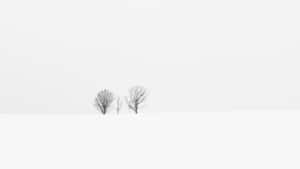 灰色天空下雪地裡的兩棵無葉樹