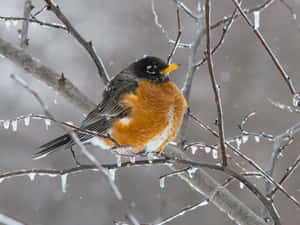 知更鳥棲息在結冰的樹枝上，雪花飄落
