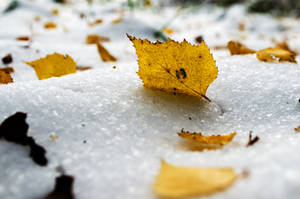 雪地上的黃色樹葉，周圍散落著其他樹葉