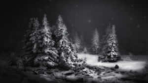 星空下黑暗冬季森林中積雪的松樹。 — 森林 壁紙