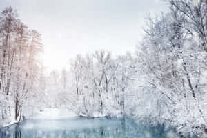 白雪覆蓋的樹木框住了結冰的河流，在蒼白的冬日天空下。