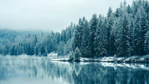 白雪覆蓋的松樹在陰天下的平靜湖面上倒映。 — 森林 壁紙