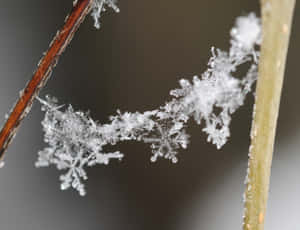 霜晶在冬季特寫中點綴植物莖。 — 雪花 壁紙