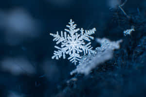 深色表面上藍光下的詳細雪花 — 雪花 壁紙