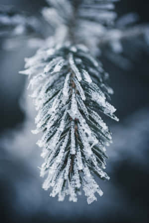 冬日帶冰晶的霜雪松枝