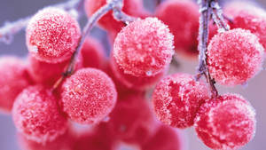 冬日樹枝上結霜的紅色漿果 — 淺粉紅色 壁紙