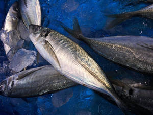 海鮮市場中藍色冰上的新鮮鯖魚。 — 釣魚 壁紙