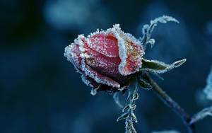 冬季花瓣和葉子上帶有冰晶的結霜玫瑰花蕾。 — 雪 壁紙