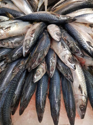 新鮮鯖魚在海鮮市場的冰上展示。 — 美食 壁紙