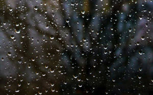 玻璃上的雨滴，背後有模糊的樹木剪影
