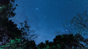 黑暗樹木框住星空夜空，樹葉發出綠色光芒。