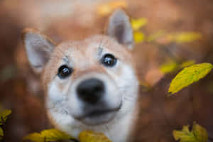 一隻柴犬透過秋葉觀看，眼睛明亮。