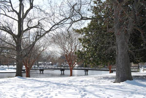白雪覆蓋的公園，光禿樹木和結冰池塘，明亮冬日天空下