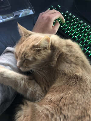 一隻睡著的薑貓在發光綠色鍵盤附近的人大腿上休息。