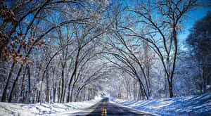 明亮的藍天下，光禿禿的樹木排列在積雪的道路兩旁。 — 道路 壁紙