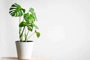 白色牆壁前木桌上白色花盆中的龜背竹。 — 植物 壁紙