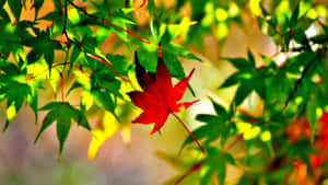 陽光穿透綠葉中的一片紅楓葉。