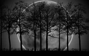 剪影樹木襯托著黑暗夜空中的一輪發光彎月。 — 月色夜空 壁紙