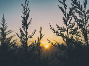 夕陽穿過剪影般的常綠樹枝，散發出溫暖的光芒。 — 植物 壁紙