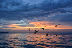 鳥兒在日落時分飛越海洋，天空呈現橙色和藍色 — 鳥 壁紙