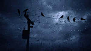 雨夜中，透過濕窗戶看到的電線上的鳥兒。 — 雨天 壁紙