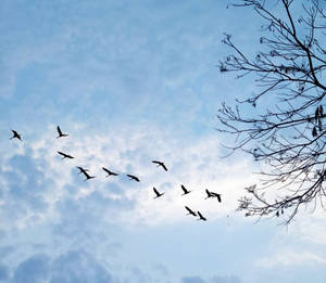 鳥群以V形編隊飛翔，背景是藍天和光禿的樹枝。 — 鳥 壁紙