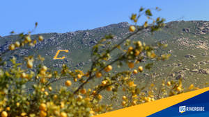 山前的柑橘樹，帶有大型黃色 C 標誌和 UC Riverside 品牌。
